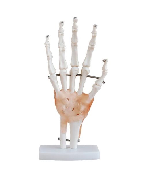 БМ095 - Модел на човечка рака - дланка