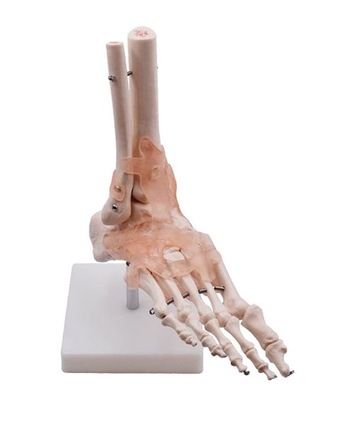 БМ097 - Модел на човечко стапало