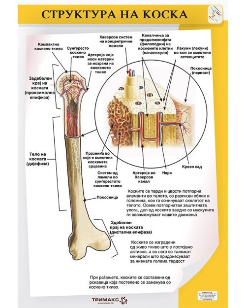 БП099 - Структура на коски (постер)