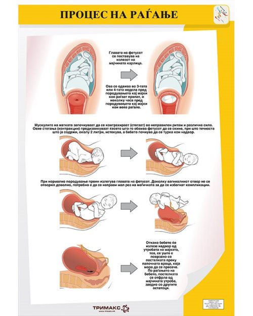 БП102 - Процес на раѓање (постер)
