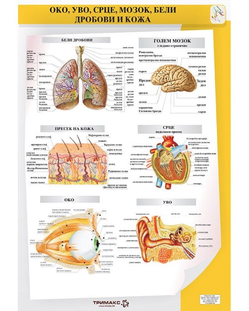 БП106 - Око, уво, срце, мозок, бели дробови и кожа (постер)