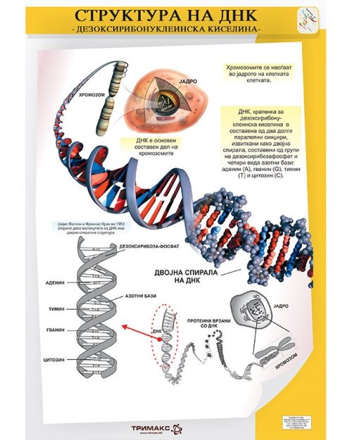 БП108 - Структура на ДНК (постер)