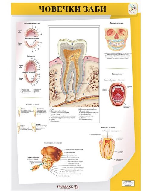 БП110 - Човечки заби (постер)