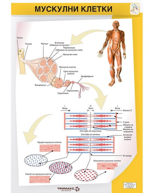 БП115 - Мускулни клетки  (постер)