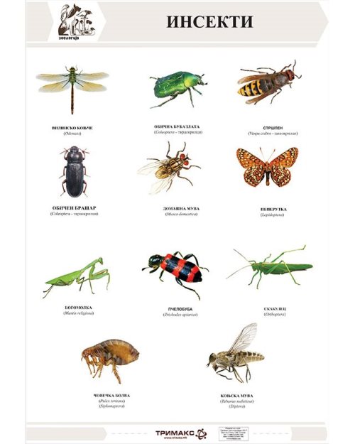 БП122 - Инсекти -безрбетници  (постер)
