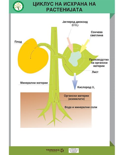БП133 - Циклус на исхрана на растенијата (постер)