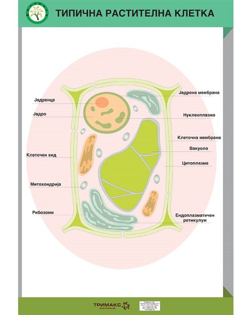 БП135 - Типична растителна клетка (постер)
