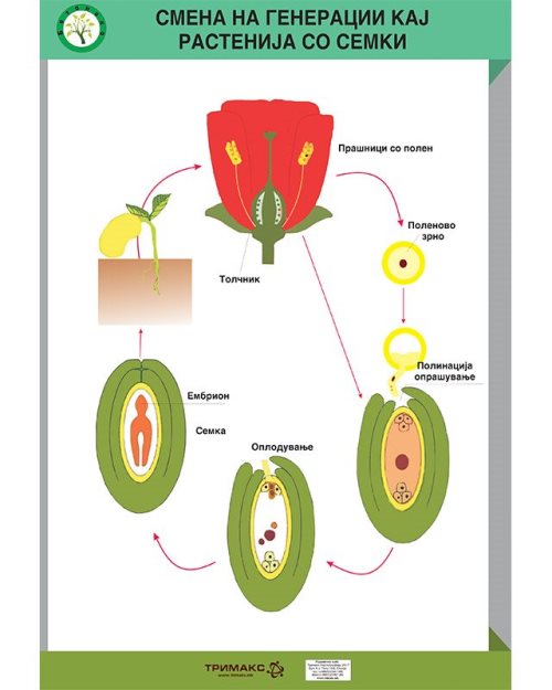 БП136 - Смена на генерации кај растенијата со семки (постер)