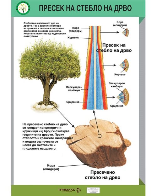 БП140 -  Пресек на стебло на дрво (постер)