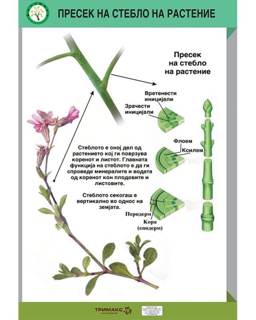 БП141 - Пресек на стебло на растение (постер)
