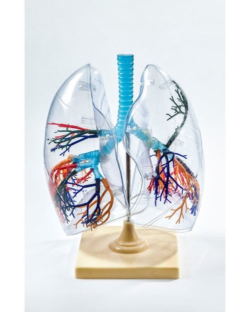 БМ034 - Бели дробови - транспарентни