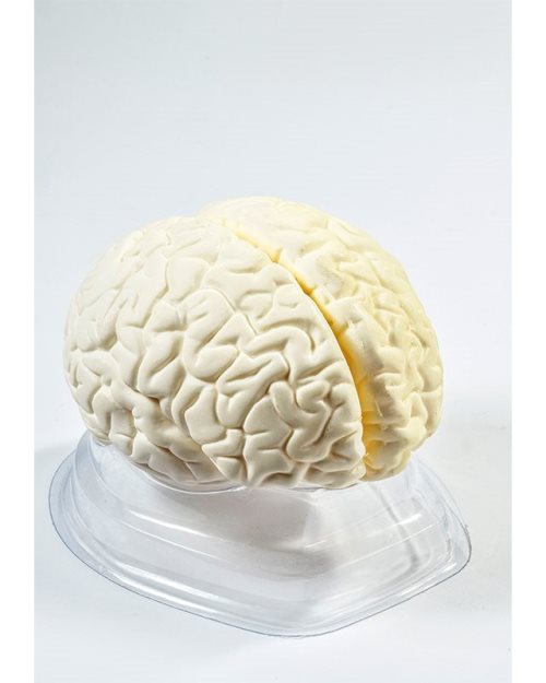БМ008 - Голем мозок