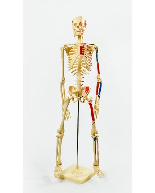 БМ004 - Модел на скелет со вени и артерии 85 см.