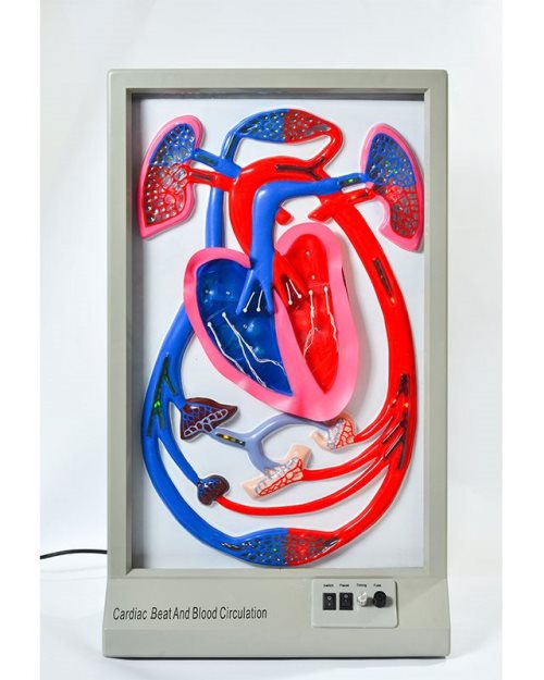 БМ031 - Модел за демонстрација на работата на срцето циркулација на крвта