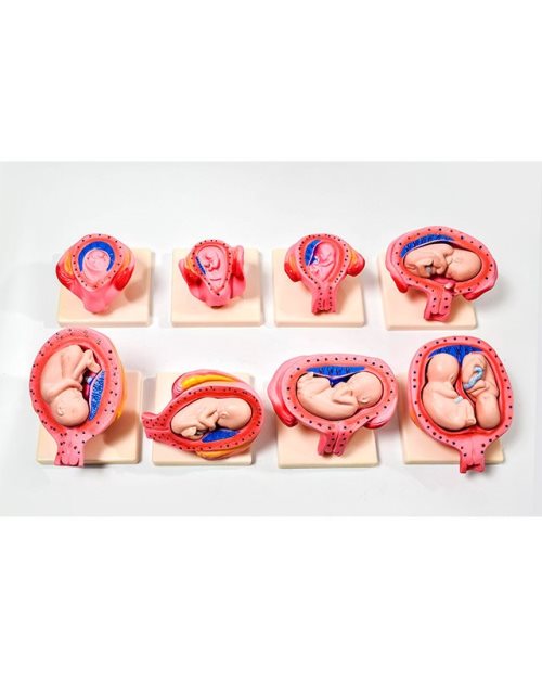 БМ045 - Модели на фазите на развој на фетусот