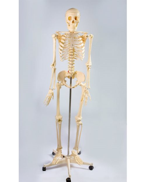 БМ001 - Стандарден скелет 170 см