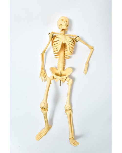 БМ003 - Скелет 42 см.