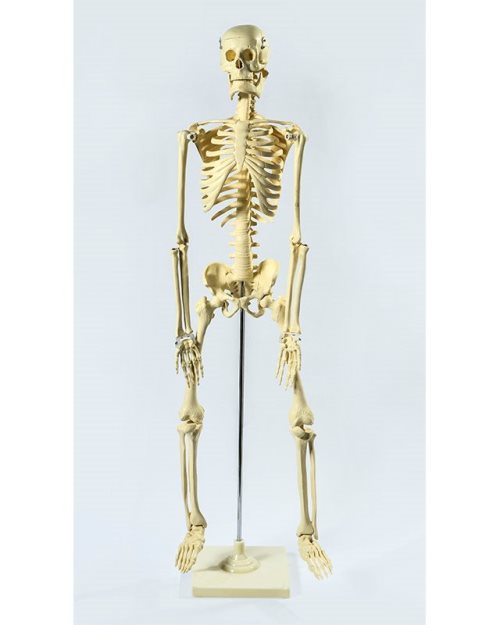 БМ002 - Скелет 85 см