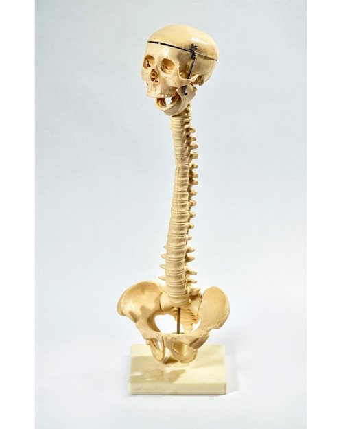 БМ005 - Еластичен 'рбет со череп и карлица