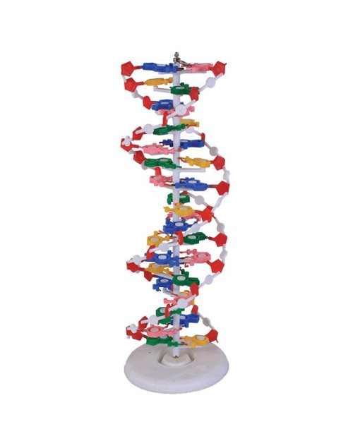 БМ084 - Модел на ДНК голем