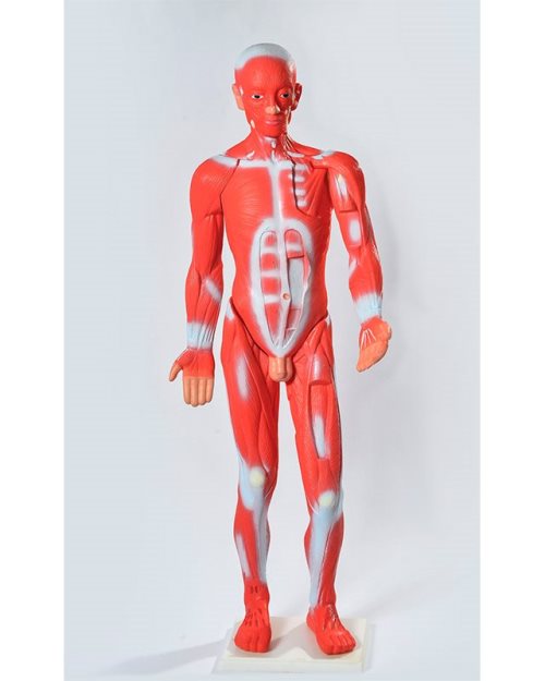 БМ024 - Мускулатура на човечкото тело 85 см