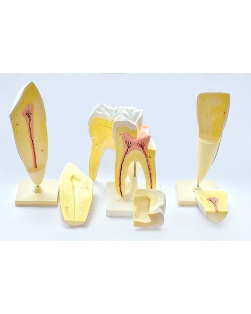 БМ018 - Модел на заби (катник, секач, песјак)