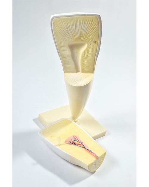 БМ018 - Модел на заби (катник, секач, песјак)