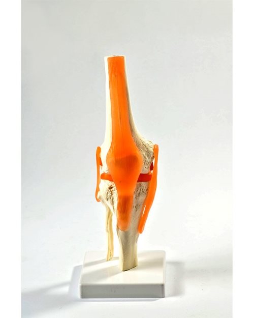 БМ009 - Зглоб на колено со лигаменти
