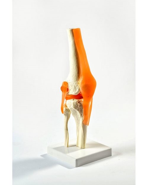 БМ009 - Зглоб на колено со лигаменти