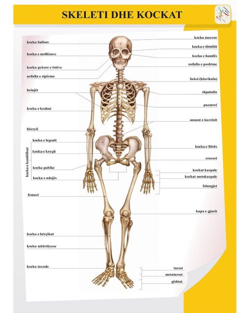 Skeleti dhe kockat