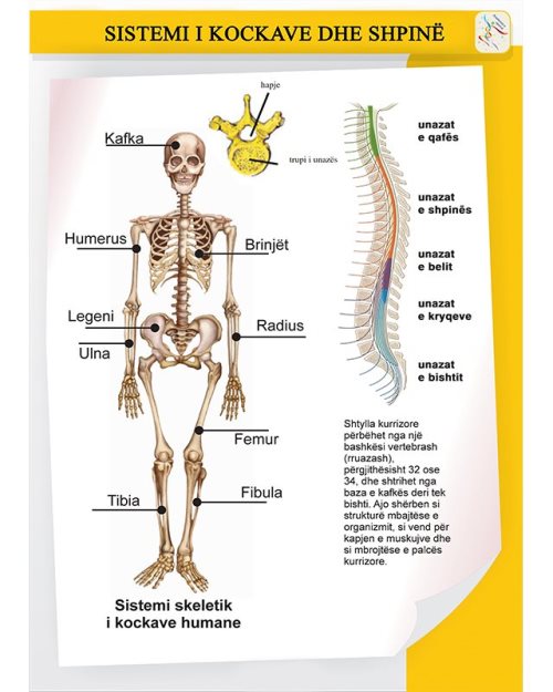 Sistemi i kockave dhe shpine