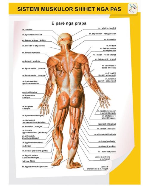 Sistemi muskulor shihet nga pas
