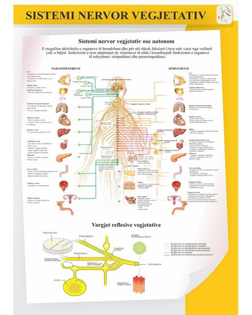 Nervous and vegetative system - neurons