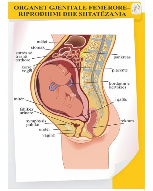 Organet gjenitale te femrave - riprodhimi dhe shtatzenia