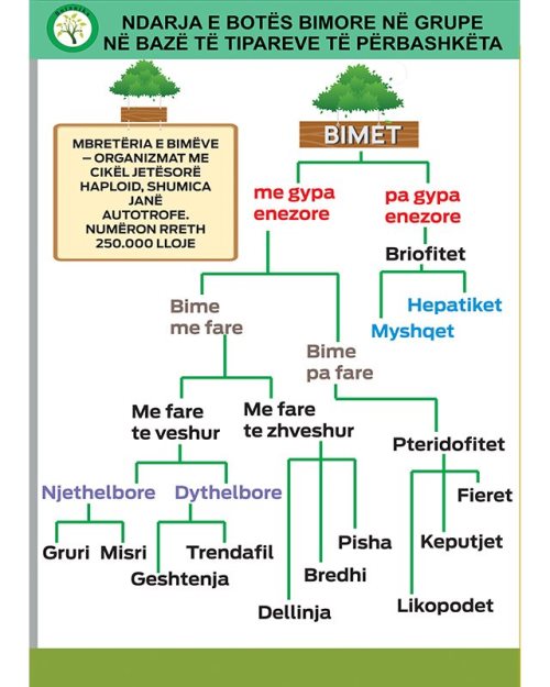 Ndarja e botës bimore në grupe në bazë të tipareve të përbashkëta