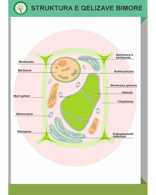 Struktura e qelizave bimore