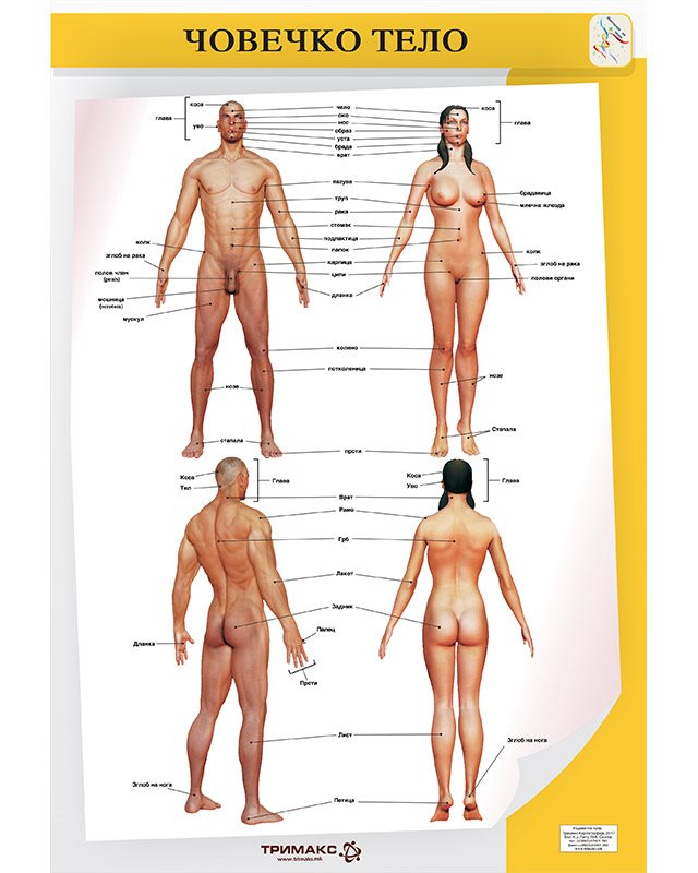 БП095 - Човечко тело (постер)