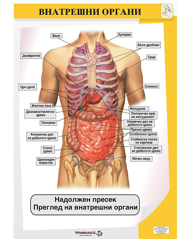 БП103 - Внатрешни органи (постер)