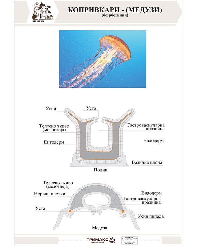 БП121 - Копривкари-медузи  (постер)