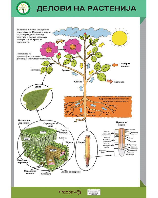 БП130 - Делови на растенија (постер)