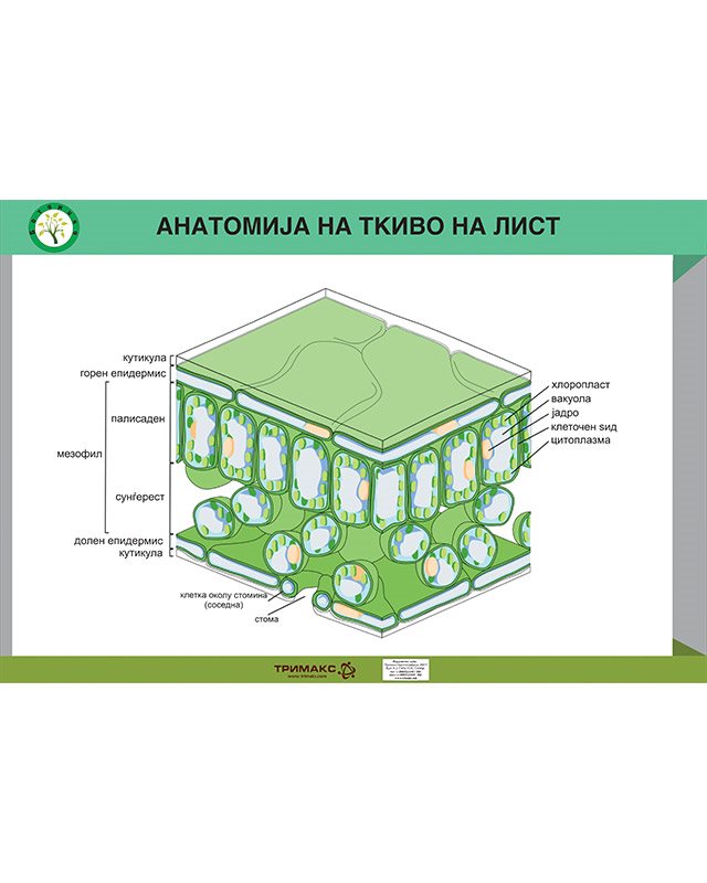 БП138 - Анатомија на ткиво на лист (постер)