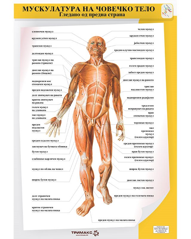 БП085 - Мускулатура на човечкото тело 2 во 1 постер