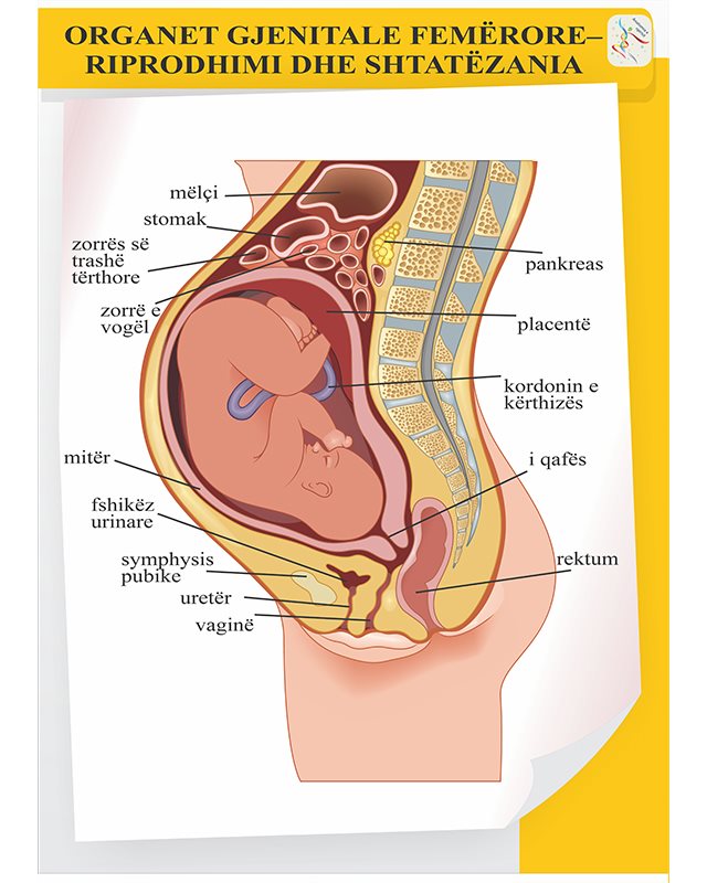 Organet gjenitale te femrave - riprodhimi dhe shtatzenia