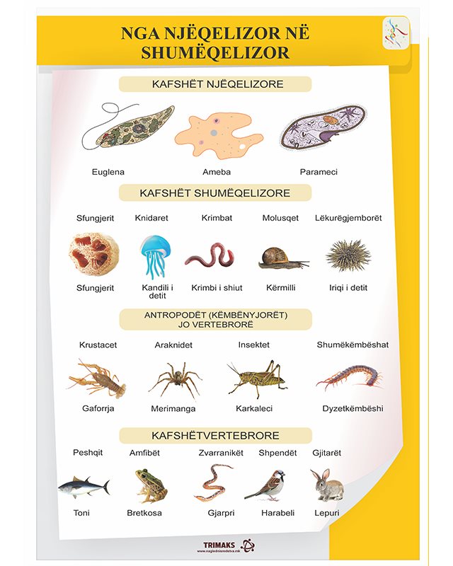 Nga njeqelizor ne shumeqelizor